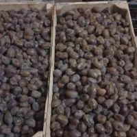 خرمای گنطار