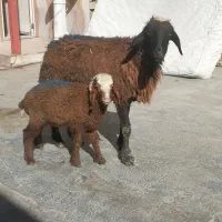 میش و بره 4عدد
