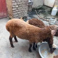 گوسفند نر و ماده