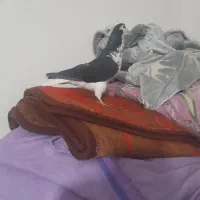 کفتر