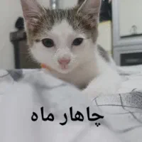 واگذاری بچه گربه
