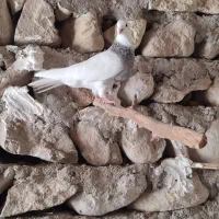فروش کبوتر طوقی پالخت به شرط