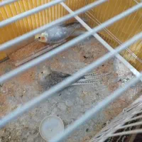 عروس هلندی جفت