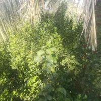 فروش نهال محلی تضمینی