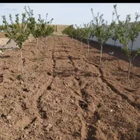 هرسکاری وسم پاشی وعلف زنی وپابیله زمین باغ و باغچه