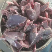 کبوتر کشتنی تمیز شده|پرنده|خمینی‌شهر, |دیوار