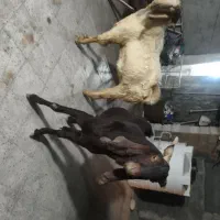 پازن داشت