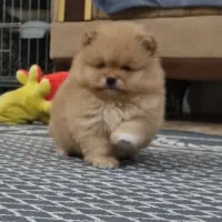 پامرانین عروسگی(کازرون) اصل کیفیت ضمانتی|سگ|کازرون, |دیوار