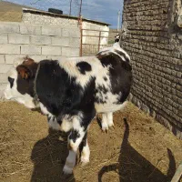 گوساله نر|حیوانات مزرعه|بیله سوار, |دیوار