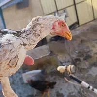 مرغ و خروس لاری ریش|حیوانات مزرعه|طرقبه, |دیوار