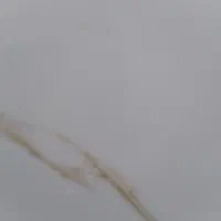 سگ پیدا شده