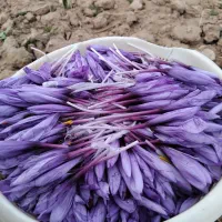 خرید و فروش گل زعفران(استعلام روزانه قیمت)|خوردنی و آشامیدنی|قائن, |دیوار