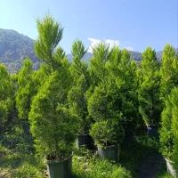 فروش لاسون پیچ و برگ بو  ویاس جعبه و یوکا