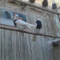 فقط زنک|پرنده|قم, چهار مردان|دیوار