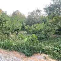 قطعات باغ ۲۵۰۰ متر و ۵۰۰ متر در شهریار میدان نماز|فروش زمین و ملک کلنگی|شهریار, رضی آباد پایین|دیوار
