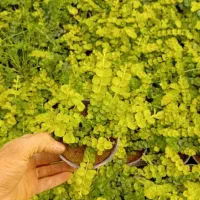 چمن لیزماکیا