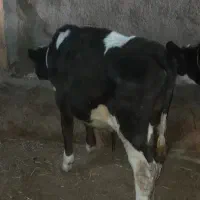 گوساله نر|حیوانات مزرعه|مهربان, |دیوار