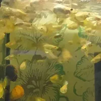 ماهی گوپی زیبا|ماهی|کرمانشاه, |دیوار