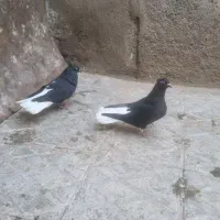 یک جفت کبوتر