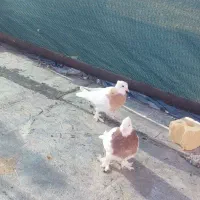 یک جفت کفتر طوقی کاکل پاپر