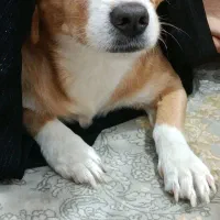 واگذاری سگ خونگی|سگ|اهواز, گلستان|دیوار