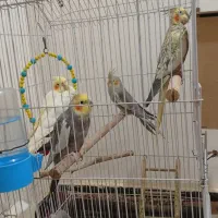 عروس هلندی