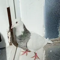 کبوتر طوقی خیلی خوشگل نر