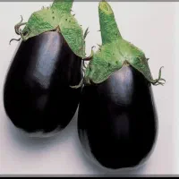 بادمجان دلمه وگوجه درجه یک