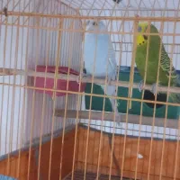 مرغ‌عشق‌بالغ