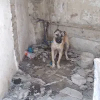فروش سگ سراب