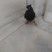کفتر