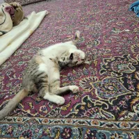 واگذاری گربه