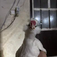 نیمچه مرغ و خروس گلین ریشو چهل تاج