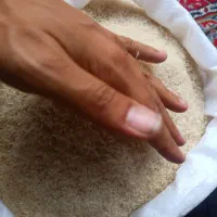 برنج فجر سوزنی ۹۰روز