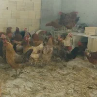 مرغ‌