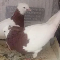 کفتر طوقی|پرنده|قم, باجک دو|دیوار