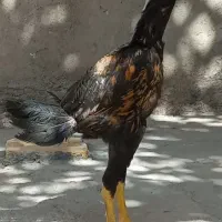 جوجه خروس لاری شامو