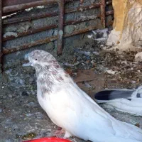 کبوتر نوک ریزنر تولک