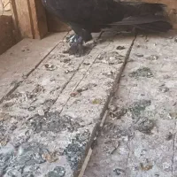 کبوتر سیاه کله سفید