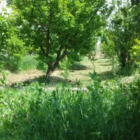 خدمات کشاورزی تیلر زنی