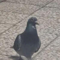 نرمگس باختی