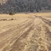 زمین کشاورزی|فروش دفتر صنعتی، کشاورزی، تجاری|ایذه, |دیوار