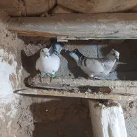 کبوتر|حیوانات|بجنورد, |دیوار