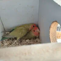 طوطی برزیلی جفت