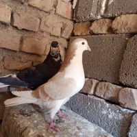 کبوتر|پرنده|سرایان, |دیوار