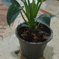 فیلدندرون برکین پُر برگ