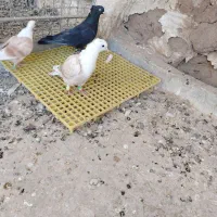 کربلایی کلاغ کاکل|پرنده|نیشابور, فردوسی جنوبی|دیوار