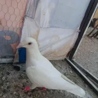 کفتر غریب گیری|پرنده|خاوران, |دیوار