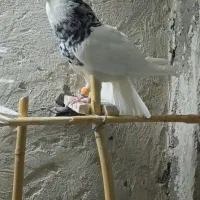 نرو ماده طوقی