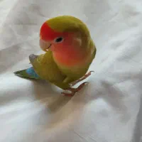 طوطی برزیلی